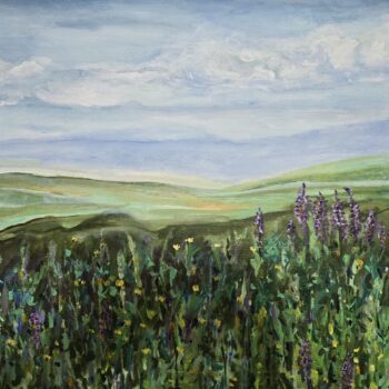 Field of Lupines